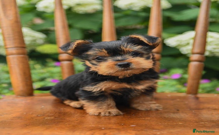Yorkshire Terrier dogs - Advert 8