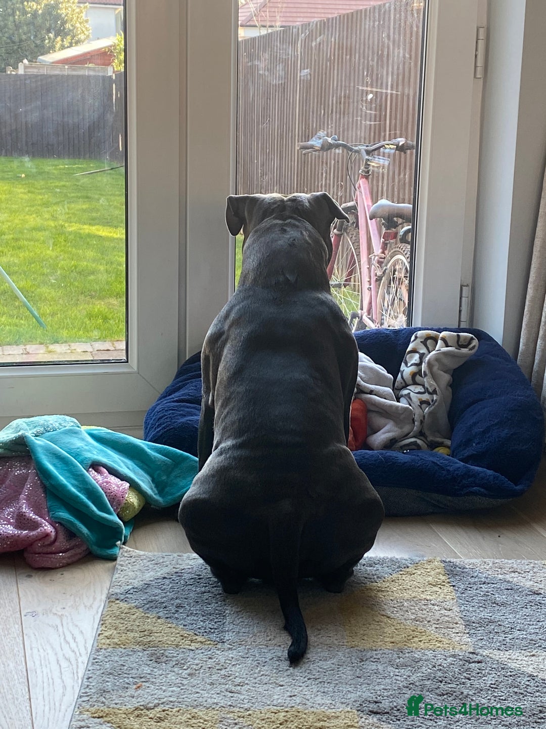 Staffordshire Bull Terrier dogs for stud: KC PROVEN Blue Staffordshire Bull Terrier for STUD in Wakefield - Advert 5