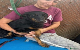 Mixed Breed dogs for adoption: Paige - Norwich Norfolk  - Image 6
