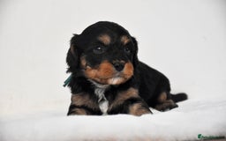 Cavapoo dogs for sale: ⭐️ Gorgeous F1 Toy Cavapoo Puppies ⭐️ - Image 6