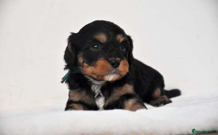 Cavapoo dogs - Advert 5