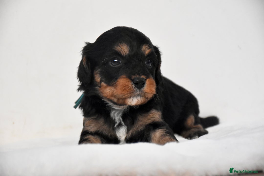 Cavapoo dogs for sale: ⭐️ Gorgeous F1 Toy Cavapoo Puppies ⭐️ - Image 6