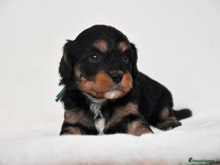 Cavapoo dogs - Advert 16