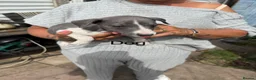 Whippet dogs for sale: Whippet Puppies  in Burntwood - Advert 4