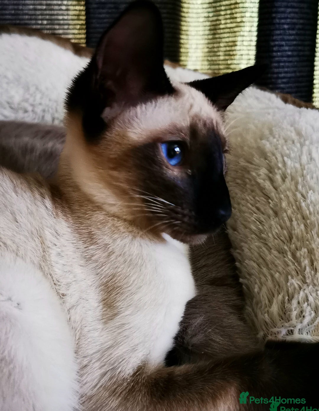Siamese cats for sale: ❤️LOVING HOME WANTED FOR SIAMESE RUBY❤️ - Advert 2