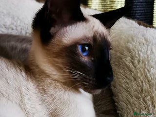 Siamese cats ❤️LOVING HOME WANTED FOR SIAMESE RUBY❤️ - Advert 2