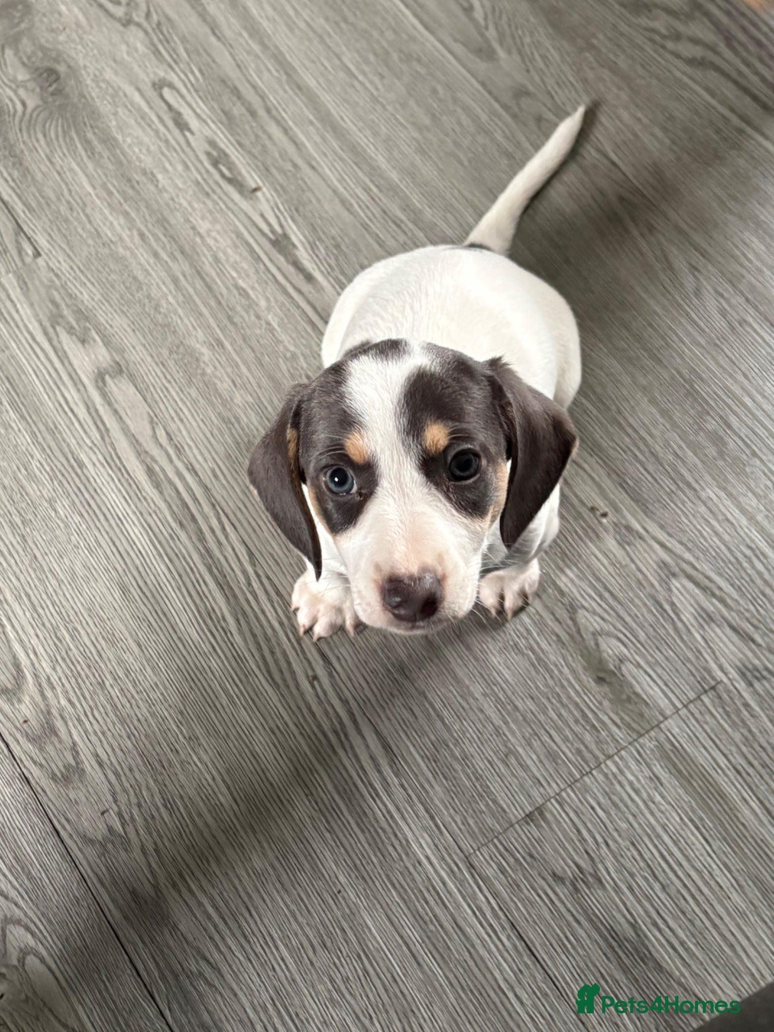 Miniature Dachshund dogs READY NOW Mini dachshunds - Advert 2