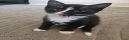 Mixed Breed cats for sale: 3 Black and white male kittens ready to leave  in Liverpool - Advert 3