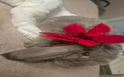 French Lop rabbits for sale: Long-Haired Pedigree French Lop GIANTS Elite Giant - Advert 9