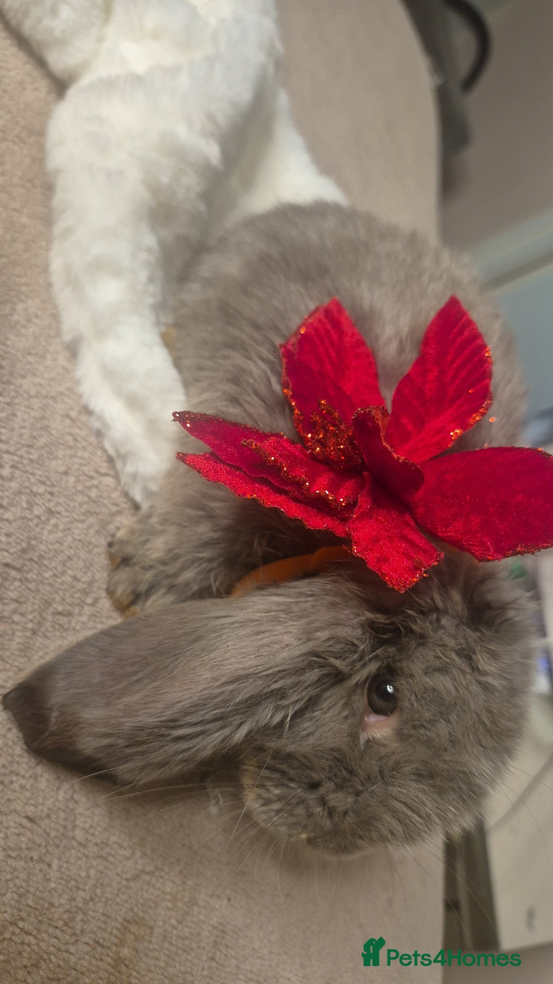 French Lop rabbits for sale: Long-Haired Pedigree French Lop GIANTS Elite Giant - Advert 9