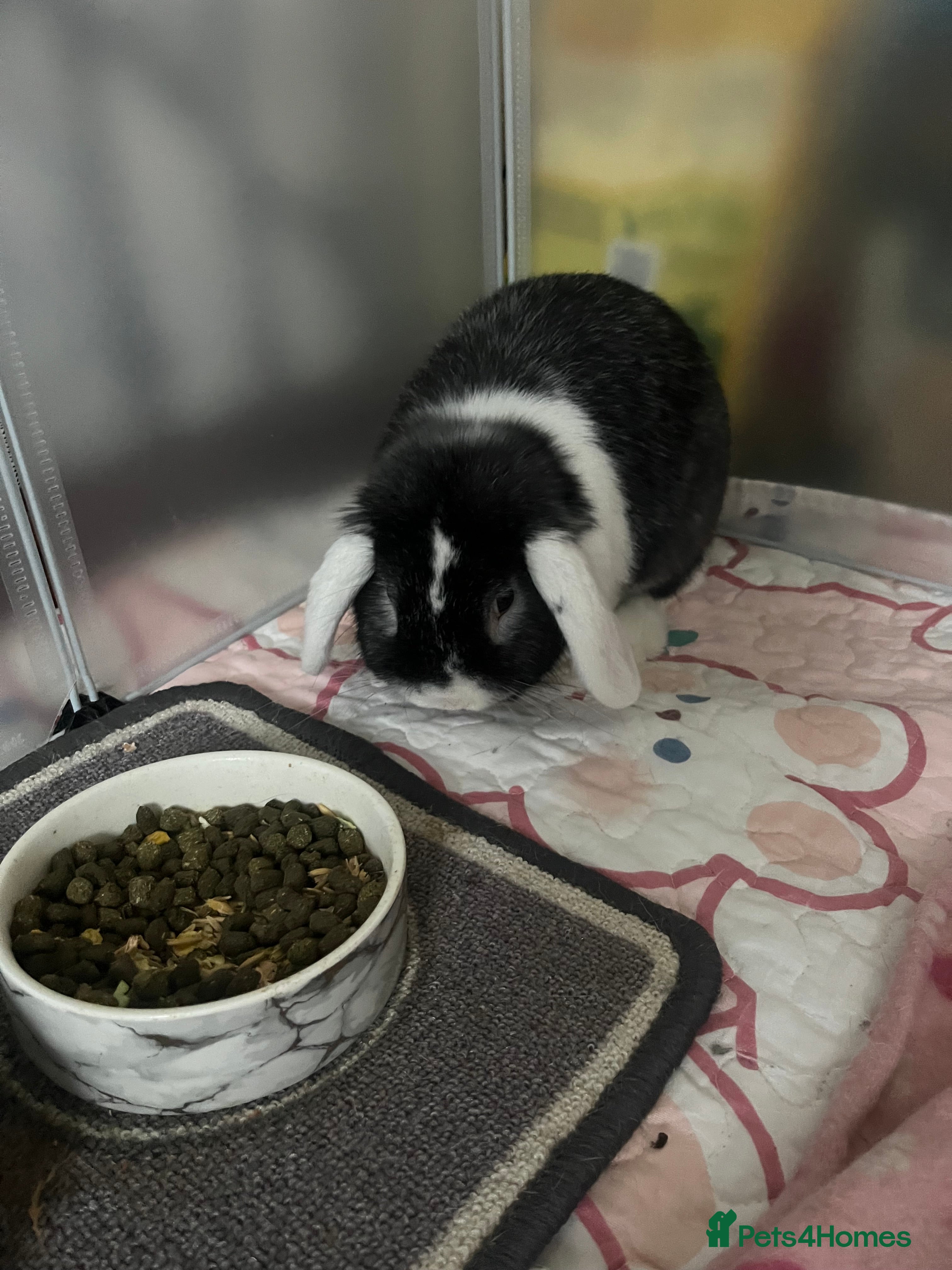 Mini Lop rabbits Bunny for sale - Advert 4