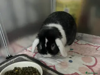 Mini Lop rabbits Bunny for sale - Advert 4