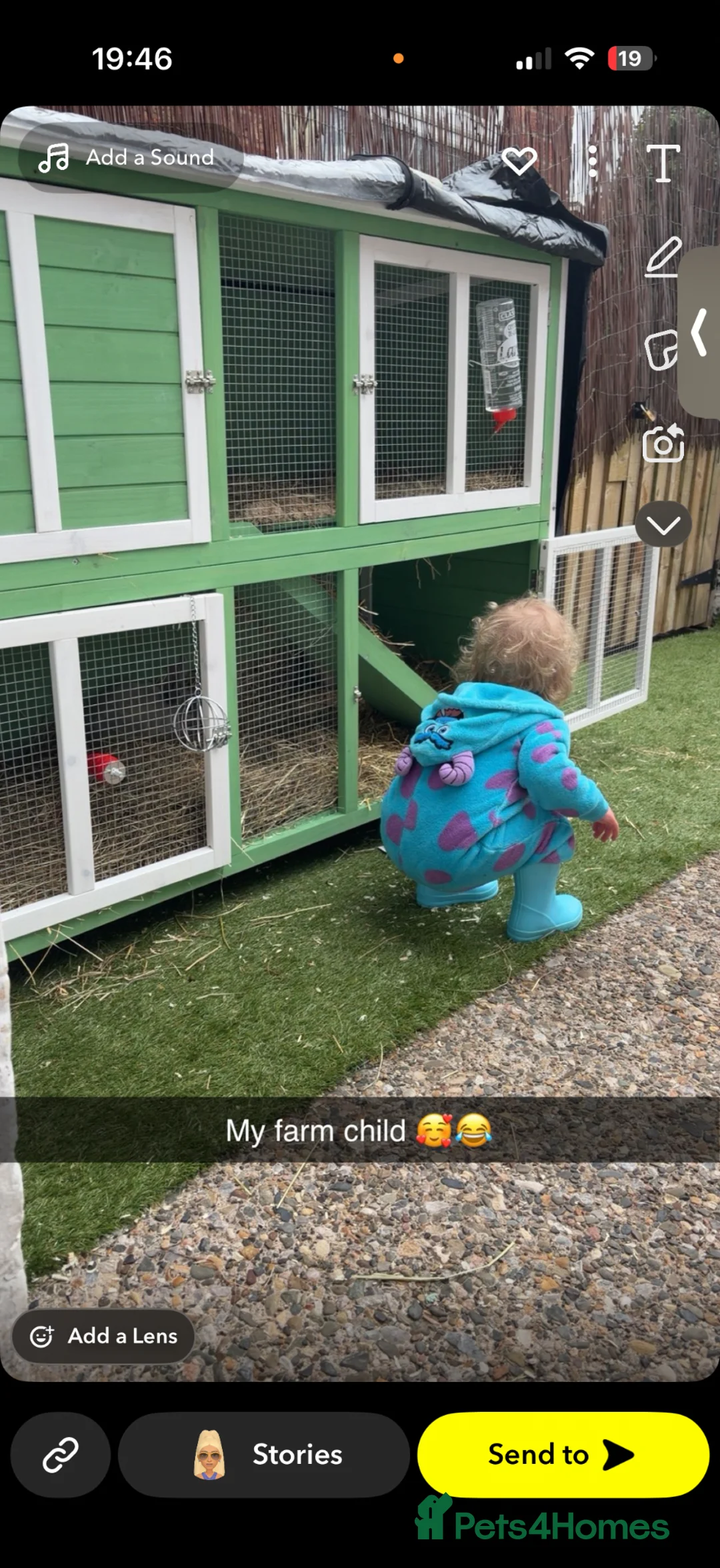 Netherland Dwarf rabbits for sale: Rabbits  - Advert 2