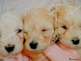 Maltipoo dogs F1 HEALTH TESTED QUALITY TOY MALTIPOO PUPPIES - Advert 5