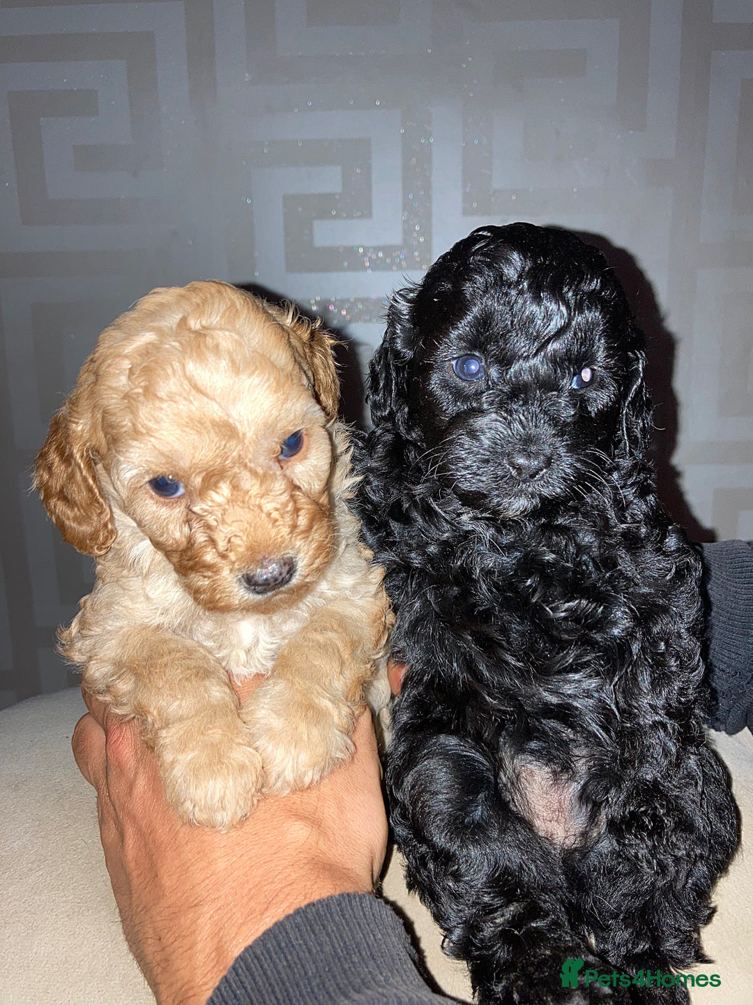 Cavapoo dogs for sale: 4 gorgeous boy cavapoos🐾 - Image 9