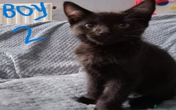 Mixed Breed cats for sale: KITTEN WHITE- MALE AND FEMALE BLACK BACK AND WHITE - Image 2