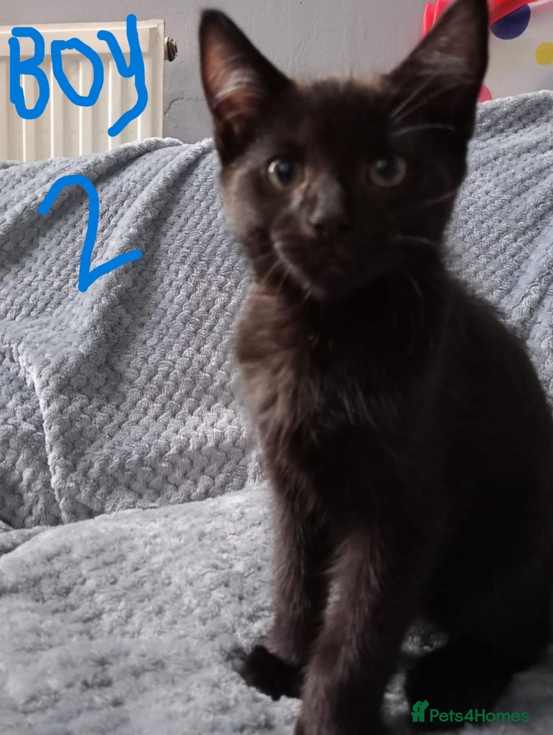 Mixed Breed cats for sale: KITTEN WHITE- MALE AND FEMALE BLACK BACK AND WHITE - Image 2