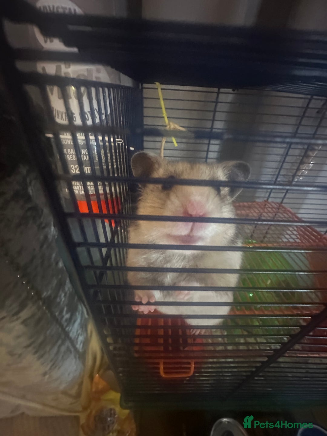 Hamster rodents for sale: Syrian hamster - Image 2