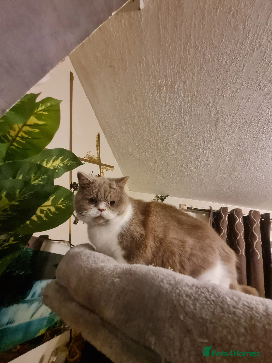 British Shorthair cats for sale: Sweet lilly 4 sweet home - Advert 6