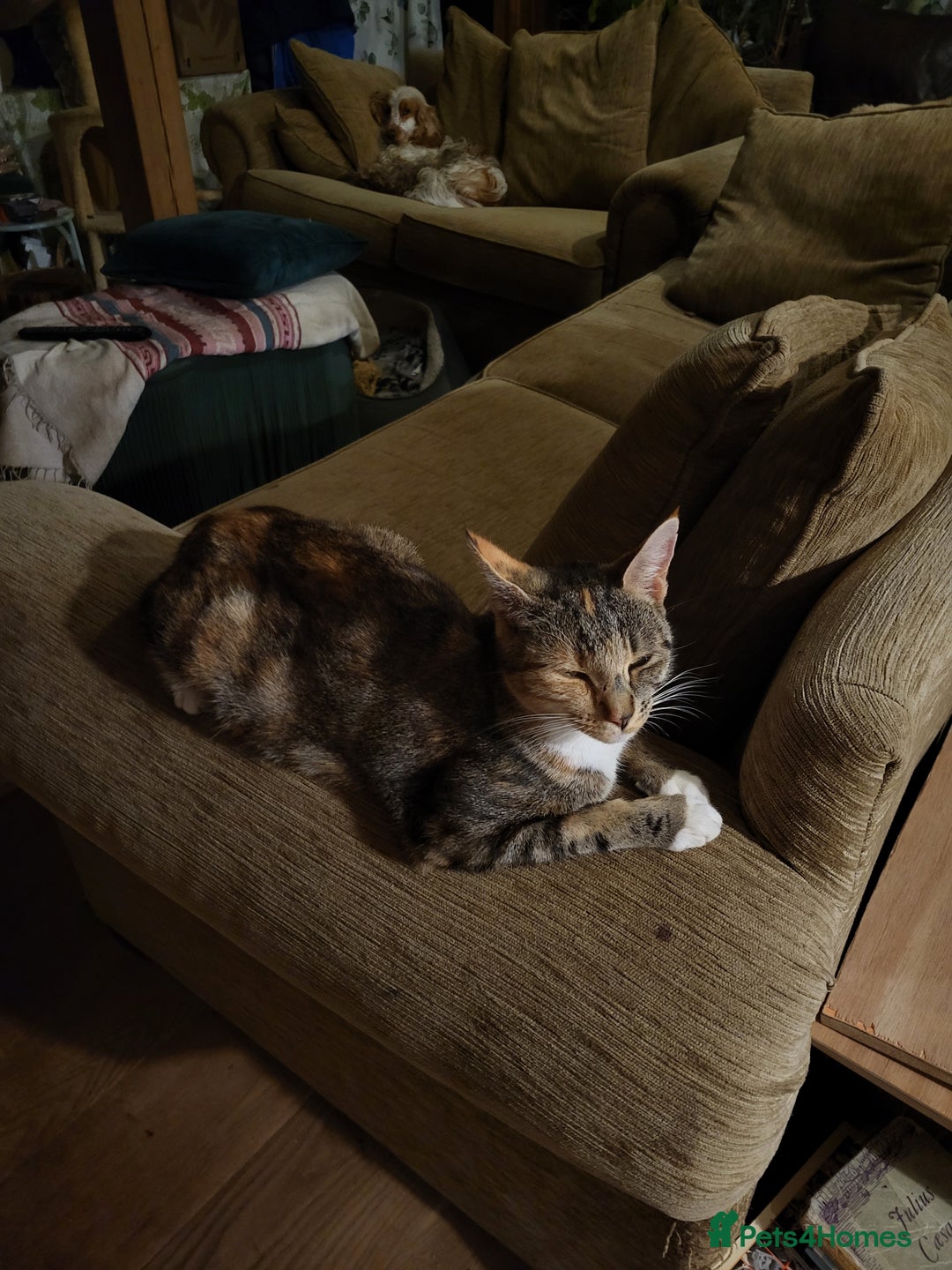 Mixed Breed cats for sale: Mixed kittens for sale, wide range of variety. - Advert 2