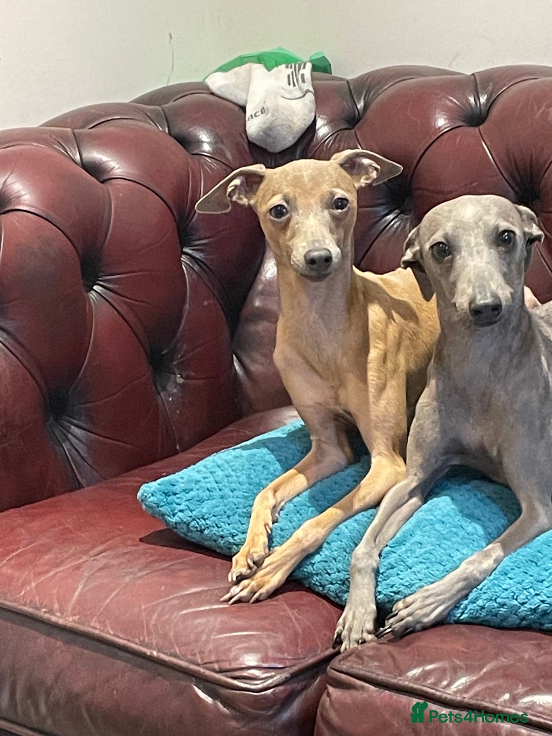 Italian Greyhound dogs for sale: 3 male Italian greyhound puppies for sale - Advert 3