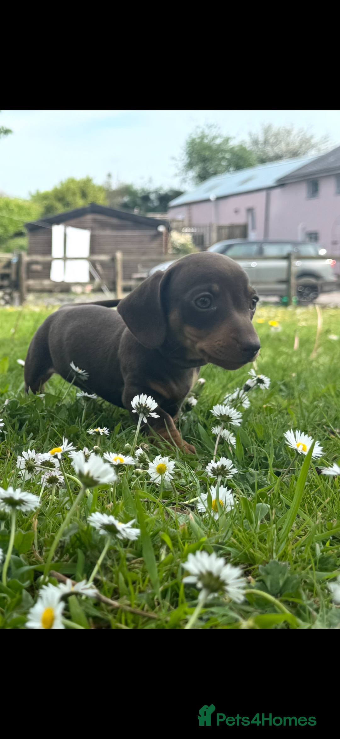 Miniature Dachshund dogs for stud: Proven miniature daschund - Advert 6