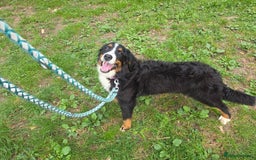 Bernese Mountain Dog dogs for sale: Female 8 month old pedigree  - Image 2