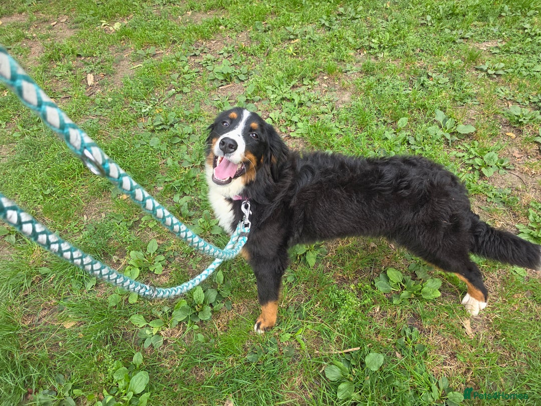 Bernese Mountain Dog dogs for sale: Female 8 month old pedigree  - Image 2