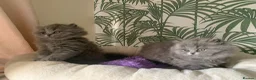 British Longhair cats for sale: Adorable GCCF registered British Longhair kittens in Bedford - Advert 4