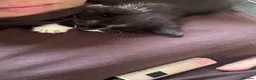 Mixed Breed cats for sale: Black and white kittens  - Advert 2