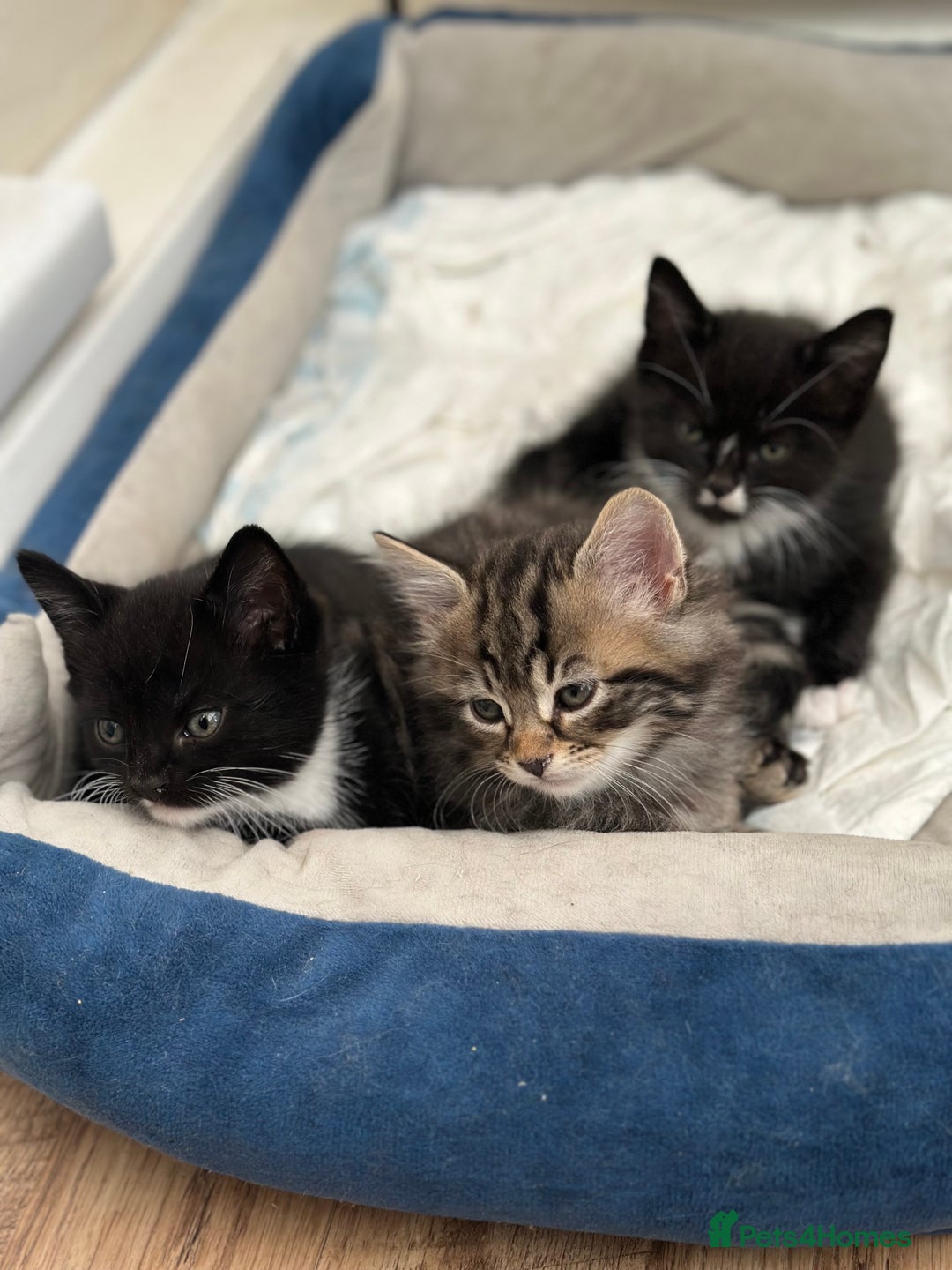 Maine Coon cats for sale: 8 weeks old 4 male 1 female ready to go new homes  - Image 14