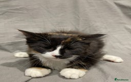 Mixed Breed cats for sale: Kittens for sale  - Image 4