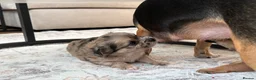Mixed Breed dogs for sale: Beautiful litter of four happy healthy Pomchis in Banstead - Advert 28