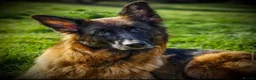German Shepherd dogs for sale: KC German Shepherd puppies  - Advert 29
