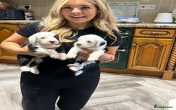 Old English Sheepdog dogs for sale: Kennel Club Reg Old English Sheepdog Puppies - Image 3