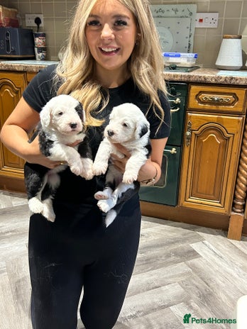 Old English Sheepdog dogs - Advert 1