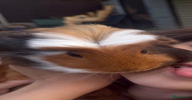 Guinea Pig rodents - Advert 8