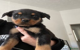 Rottweiler dogs for sale: 11 Chucky Rottweiler puppies for sale  - Image 30