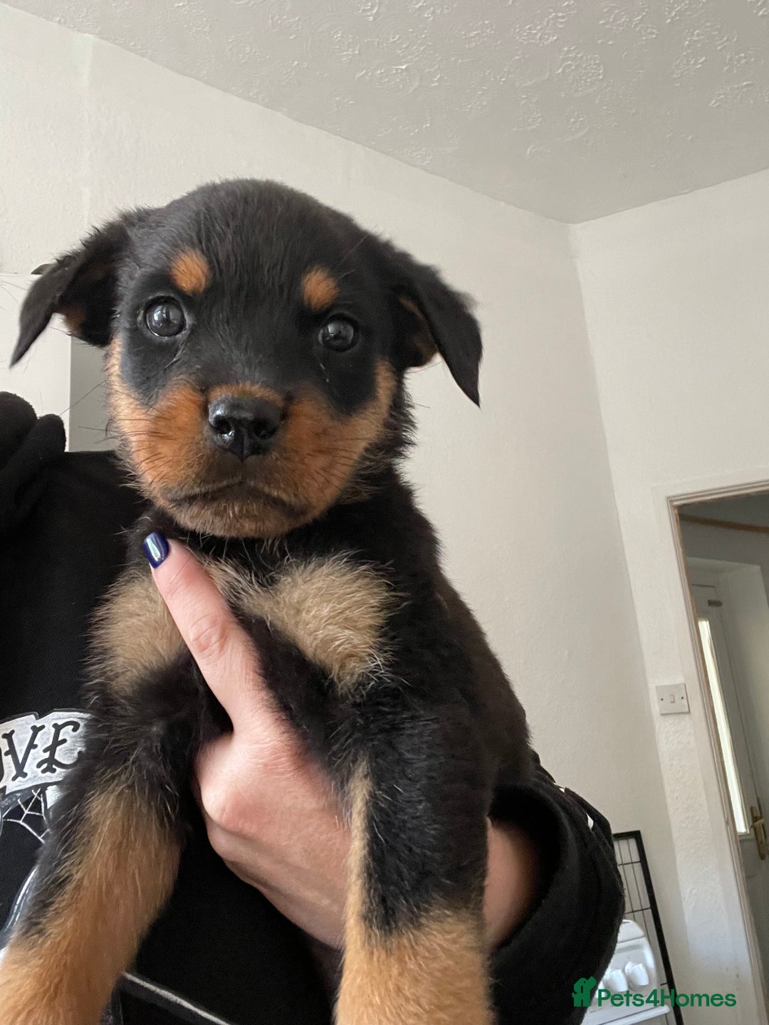 Rottweiler dogs for sale: 11 Chucky Rottweiler puppies for sale  - Image 30