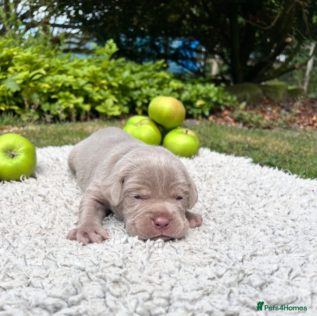 Cane Corso dogs for sale: Exceptional litter, Italian Cane Corsos, ICCF Peds - Image 12