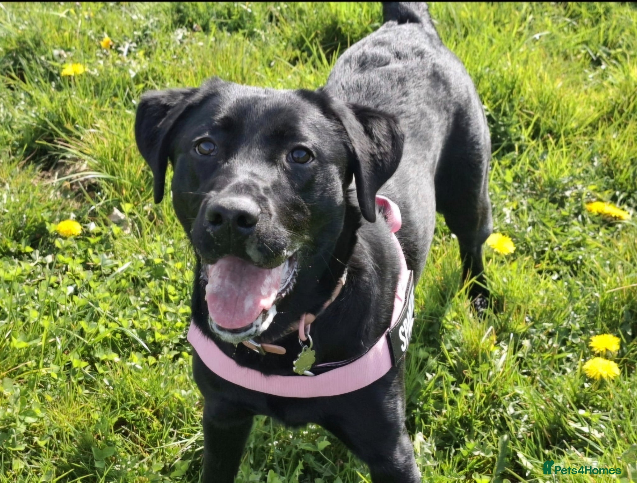 Labrador Retriever dogs Gorgeous Lab Puppy for adoption - Advert 1