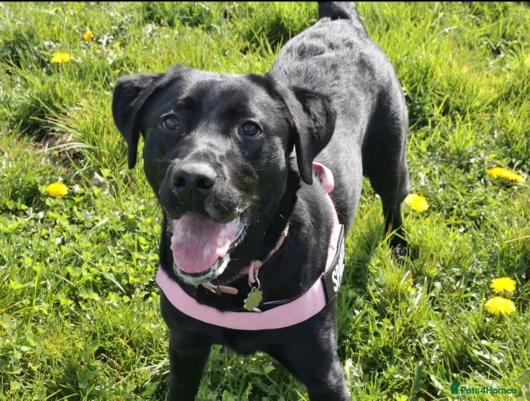 Labrador Retriever dogs for adoption: Gorgeous Lab Puppy for adoption - Advert 1