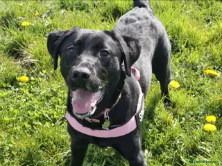 Labrador Retriever dogs Gorgeous Lab Puppy for adoption - Advert 1