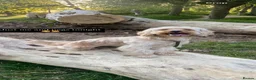 Cockapoo dogs for sale: 2 year old cockapoo considered for rehoming  in Wallasey - Advert 6