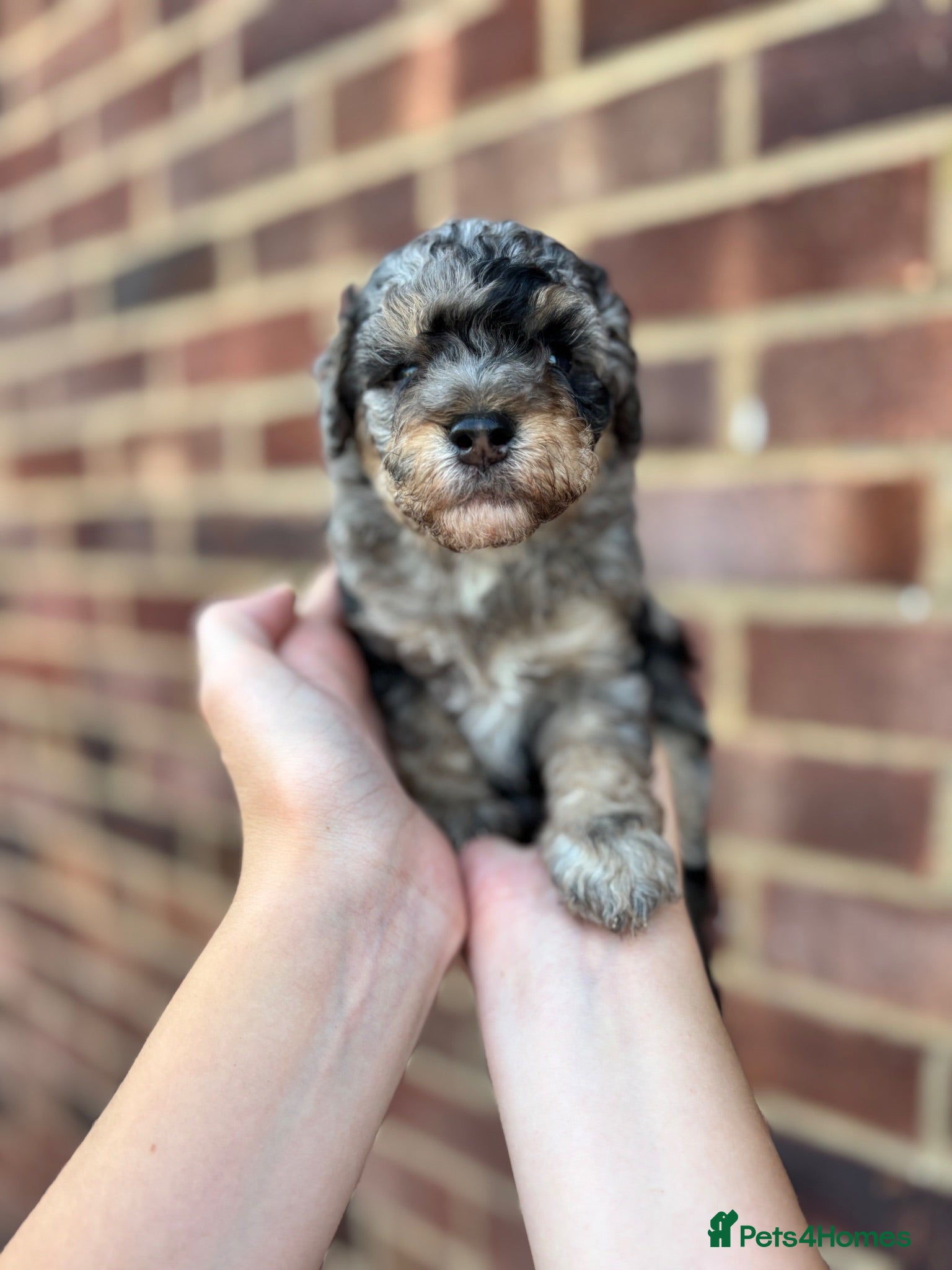 Cavapoo dogs Outstanding tiny Cavapoo puppies - Advert 9
