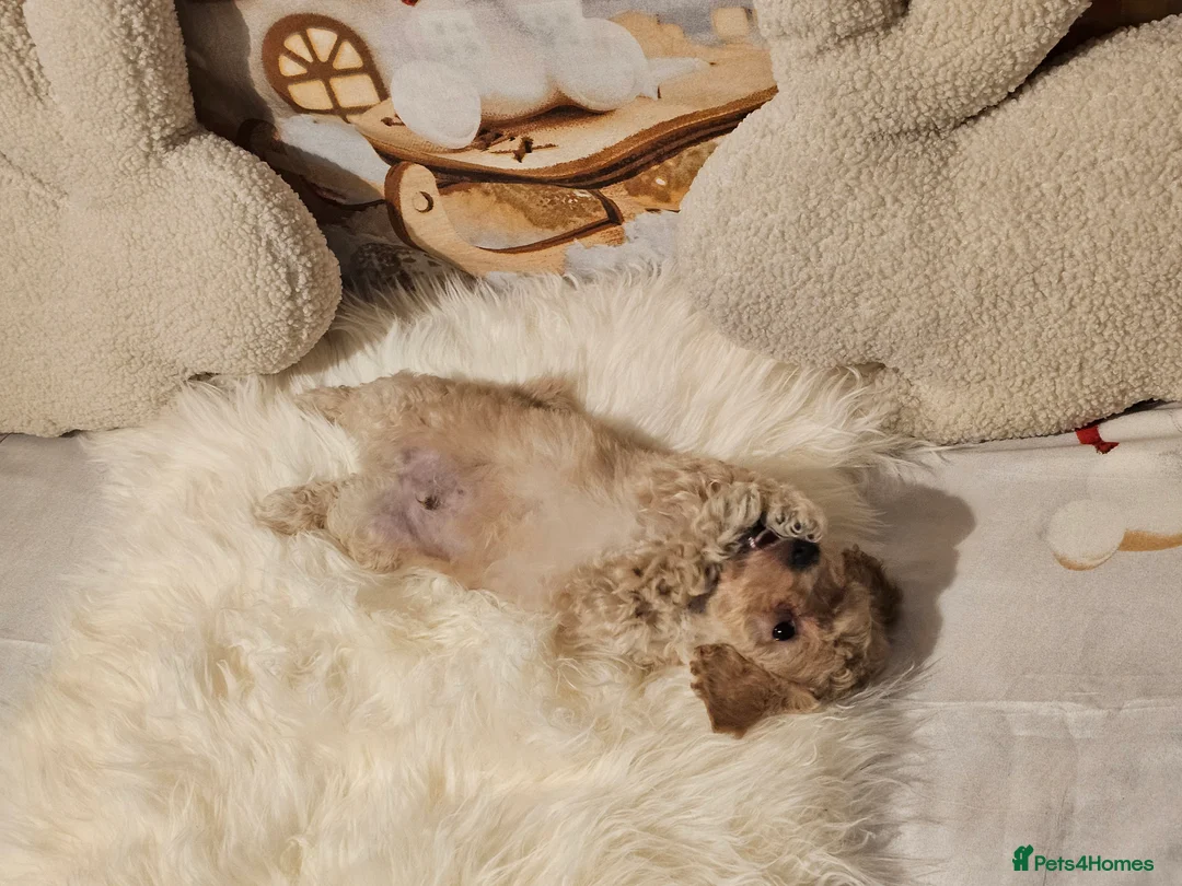 Maltipoo dogs for sale: 🐶 Beautiful Apricot Maltipoo Puppies for Sale 🐶 - Advert 12