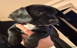 Mixed Breed dogs for sale: Dockers! Beautiful 3 girls left READY NOW  - Advert 13