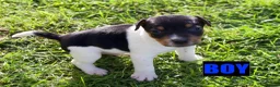 Jack Russell dogs for sale: Jack Russell Puppies for sale - Advert 7
