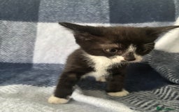 Mixed Breed cats for sale: Domestic cats  - Image 2