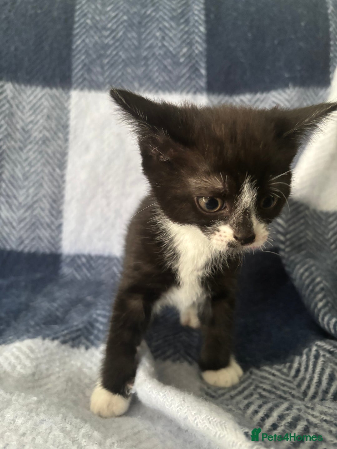 Mixed Breed cats for sale: Domestic cats  - Image 2